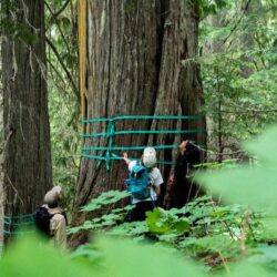 Protect Our Inland Temperate Rainforest