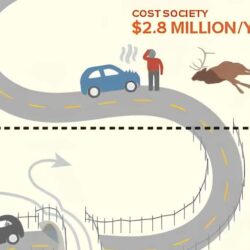 Reconnecting the Rockies: Keeping Wildlife Safe Along Highway 3