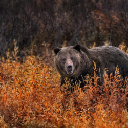 Fear-Based Claims Don’t Match Grizzly Bear Science