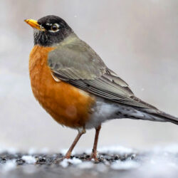 Winter Birding in Fernie Influenced by Ecological Richness