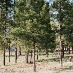 Columbia Basin Wildfire Preparedness Funding Brings FireSmart Pilot to Area A