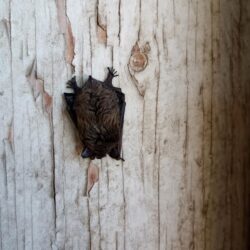 White-Nose Syndrome Threat Prompts Bat Monitoring Push in Fernie