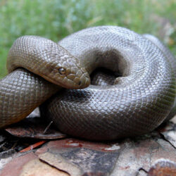 Northern Rubber Boa Sightings Sought in Fernie and Elk Valley