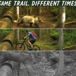 Fernie Wildlife Encounters: Sharing the Trails With Bears, Elk and Moose