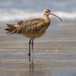 Long-billed Curlew Nesting Season Highlights Lake Country Concerns