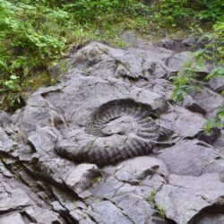 Fernie Ammonite Trail Leads to 150-Million-Year-Old Fossil