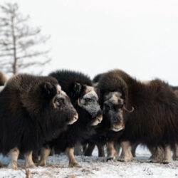 Mountain Muskox Elk Valley Offers Support After Mountain Trauma