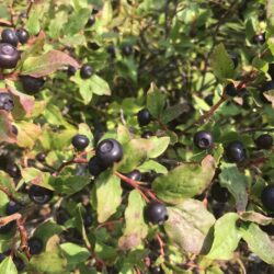 Below-Average Fernie Huckleberry Crop