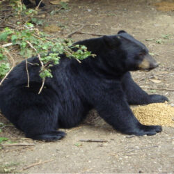 Fernie Bear Safety: When Bears Learn Where the Food Is