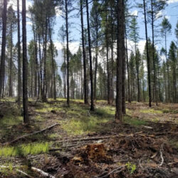 East Kootenay Wildfire Resilience Plan Adopted by RDEK